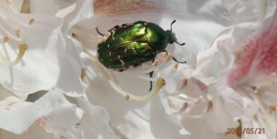 Zlatohlávek při snídani