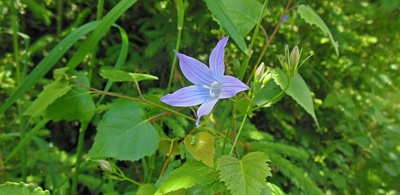 Zvonek
