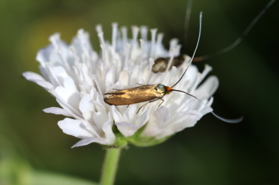 Naši motýli -  adéla chrastavcová na květu chrastavce