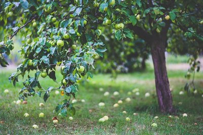 apple-791494__340.jpg