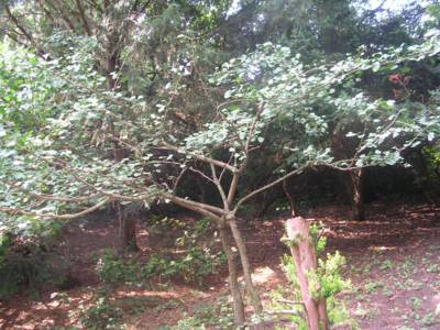 arboretum-bila-lhota-9-.jpg