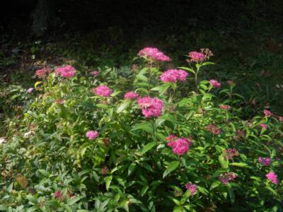 arboretum-nove-dvory-u-opavy-11-.jpg