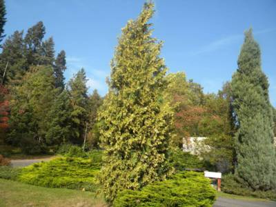 arboretum-nove-dvory-u-opavy-20-.jpg