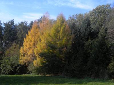 arboretum-nove-dvory-u-opavy-44-.jpg