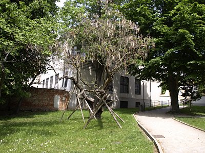 asi-katalpa-trubacovita.jpg