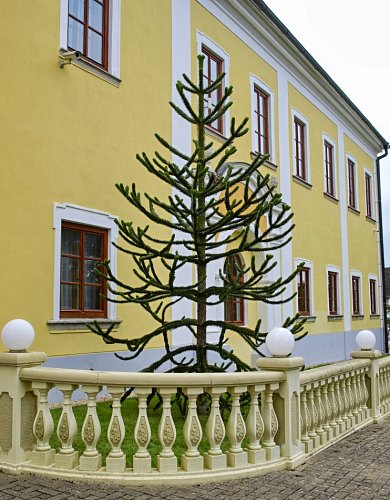auracaria-araucana-blahocet-chilsky.jpg