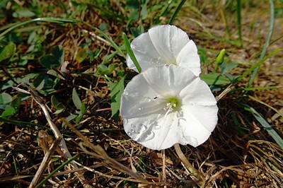 bile-kalisky.jpg