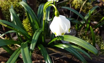 Bledulový příslib jara