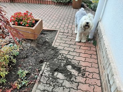 bobina-v-zari-podzimniho-slunce-5-1.jpg