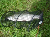 Bolen 73 cm z Labe