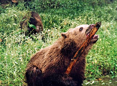 brousim-si-zuby.jpg