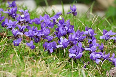 Fialové pozdravení jara