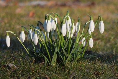Bílé trsy sněženek