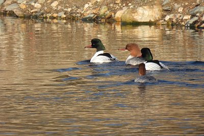 Soupeřící morčáci (morčák velký)