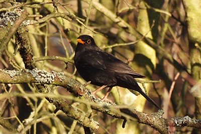 Zpíval kos kosici fistulí...
