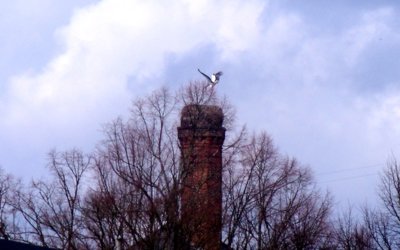 Letos stále čekáme na čápa