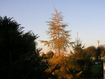 ceperka-podzim.jpg
