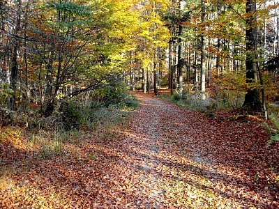 Cestou k rozhledně Jarník. *