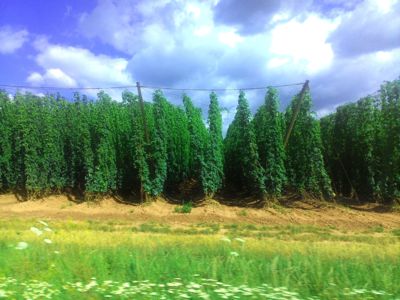 Chmel, chmel, chmel...