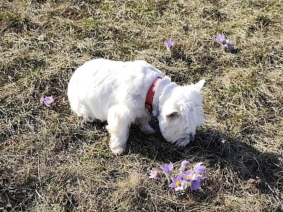 Čichám, čichám ... koniklec !