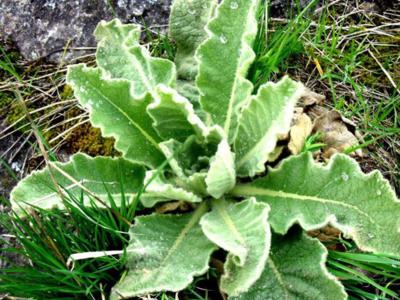 Divizna velkokvětá - 24.4.