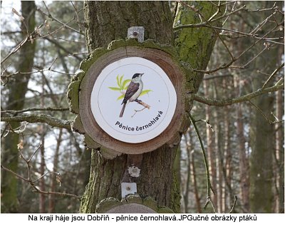 dobrin-penice-cernohlava.jpg