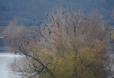 dsc07065kormorani-strom.jpg