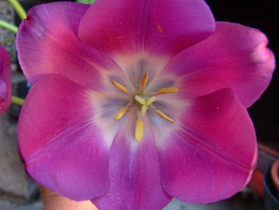 Tulipány