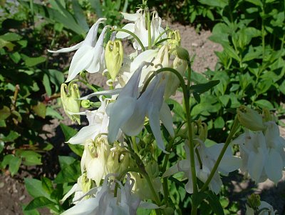 dscf7598-1.jpg
