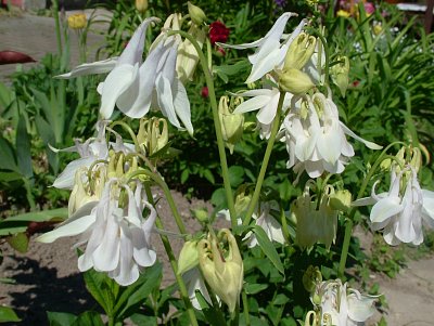 dscf7599.jpg