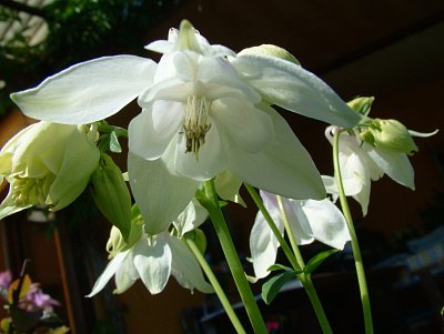 dscf7621-1.jpg
