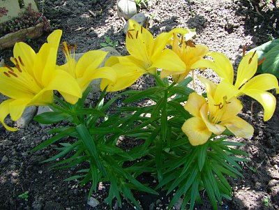 dscf7816-1.jpg