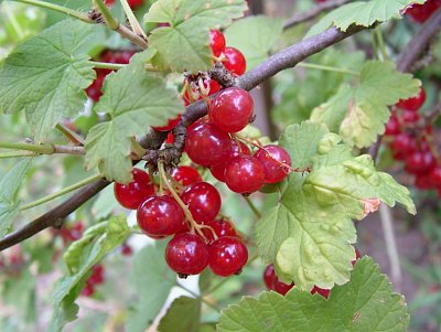 dscf7885-2.jpg