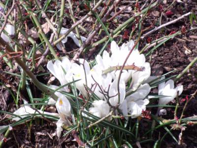 dscf8035.jpg