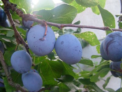 dscf8460.jpg
