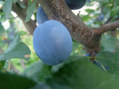 dscf8466-2.jpg