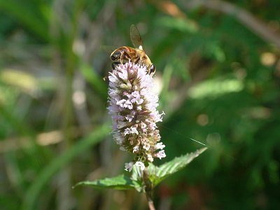dscf8860.jpg