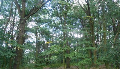 dscn1221-a.jpg