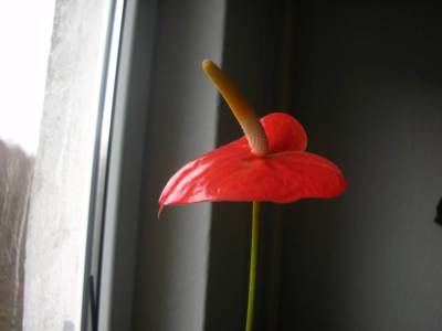 dscn1985.jpg