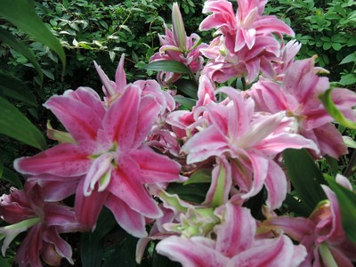 dscn2426.jpg