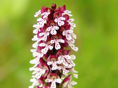 dscn3292-vstavac-osmahly.jpg