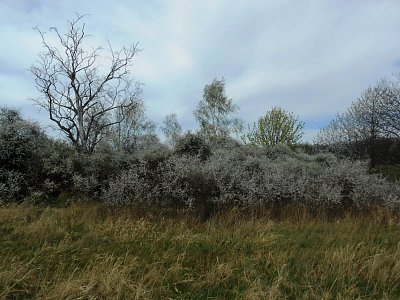 dscn3800-1.jpg