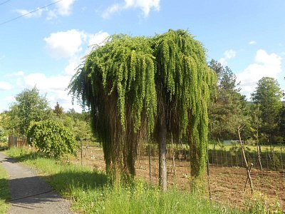 dscn4568-2.jpg