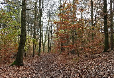 dscn5753-lesni-cesta.jpg