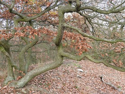 dscn5811-strom-na-kybicce.jpg