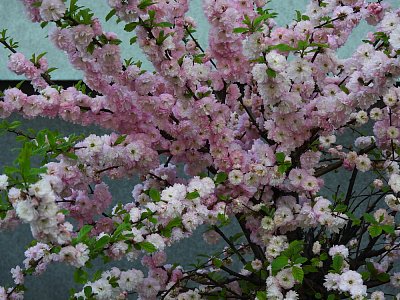 dscn5970.jpg