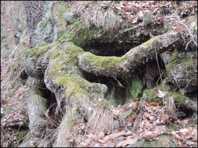 dscn6101.jpg
