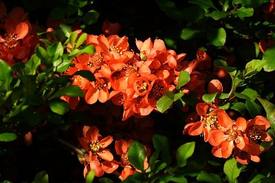 dscn6233.jpg