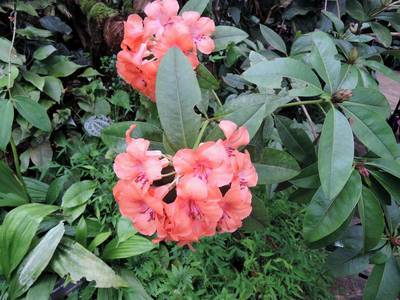 dscn6726.jpg