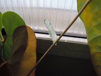 dscn6736.jpg